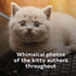 I COULD PEE ON THIS: AND OTHER POEMS BY CATS - MARCIULIANO. FRANCESO
